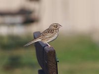 Vesper Sparrow - Saratoga County, NY - 04/17/19